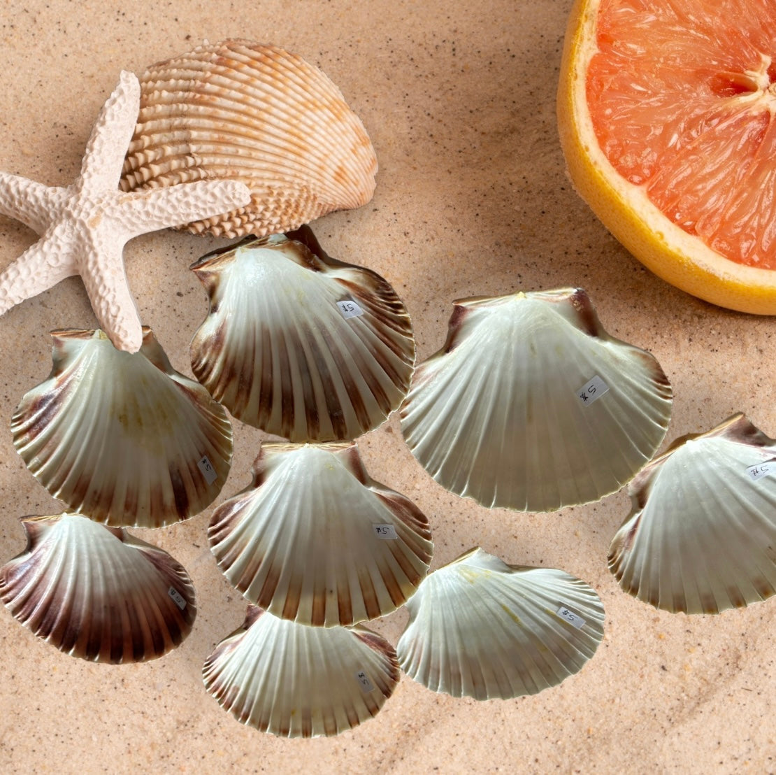 Abalone Shell and Scallop Shell