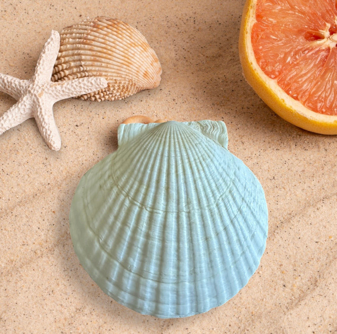 Decorative Scallop Shell