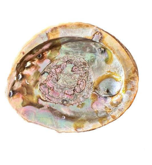 Abalone Shell and Scallop Shell