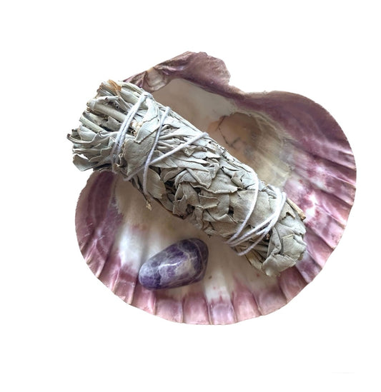 Lions paw shell and white sage