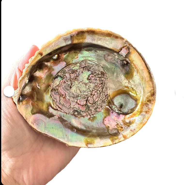 Abalone Shell and Scallop Shell