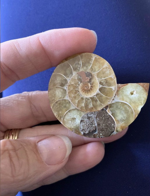 Ammonite fossil